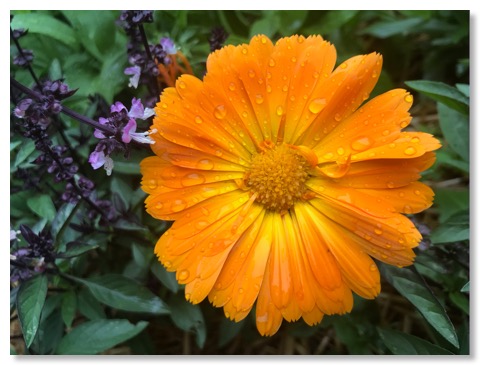 calendula_thaibasil_scaled